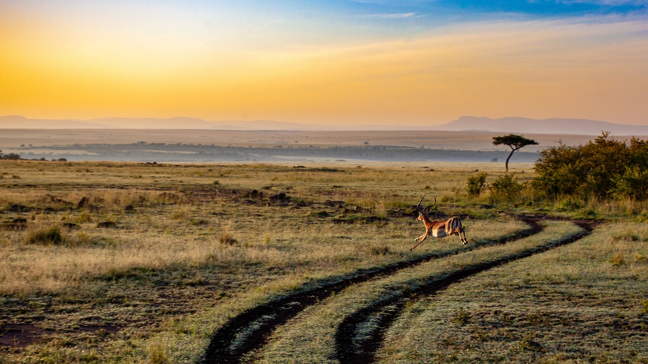 antelope-4121962_1280.jpg