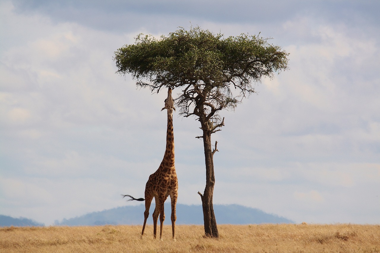 giraffe-2191662_1280.jpg
