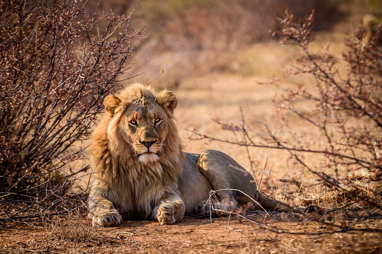 lion-5873637_1280.jpg