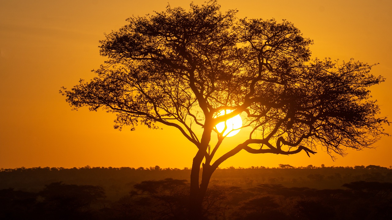 tree-7431830_1280.jpg
