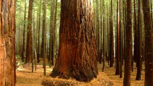 Redwoods-NationalState-Parks-300x169.jpg