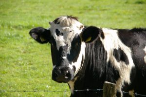 cow-234835-300x199.jpg