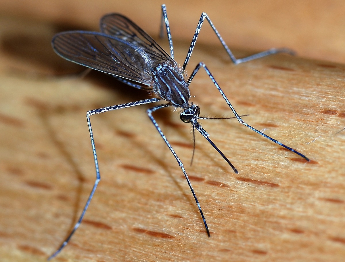 mosquito_2007-2-1542002180328.jpg