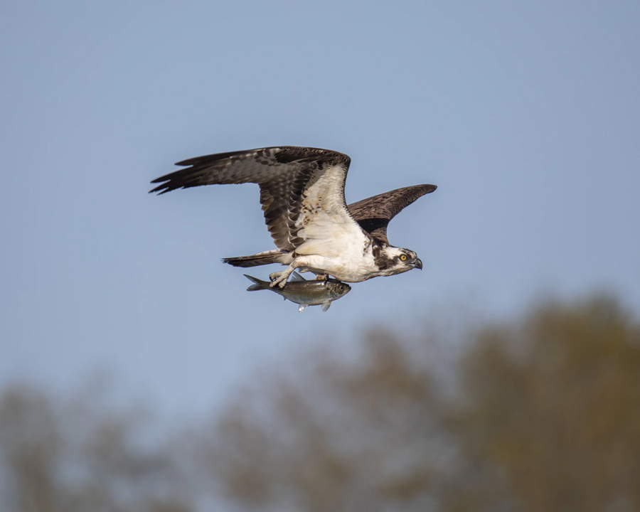 osprey-1541173383423.jpg