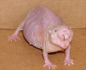 Naked_mole_rat-300x244.jpg