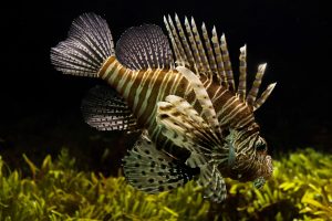lionfish-711799-300x200.jpg