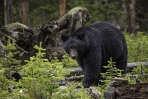 black-bear-1170229-300x200.jpg