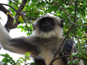monkey-229971-300x225.jpg