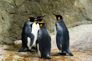 king-penguin-384252_1920-300x200.jpg