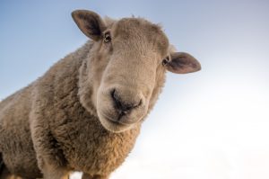 sheep-1822137-300x199.jpg