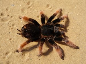 tarantula-62870-1-300x224.jpg