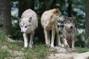 timber-wolves-907680-300x200.jpg