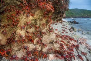 red crabs on cliff christmas island