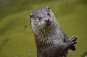 otter-365370-300x199.jpg