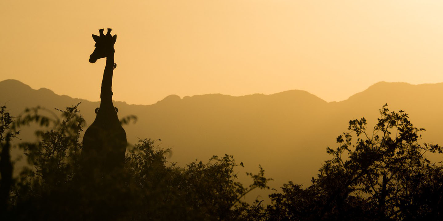 African Safari