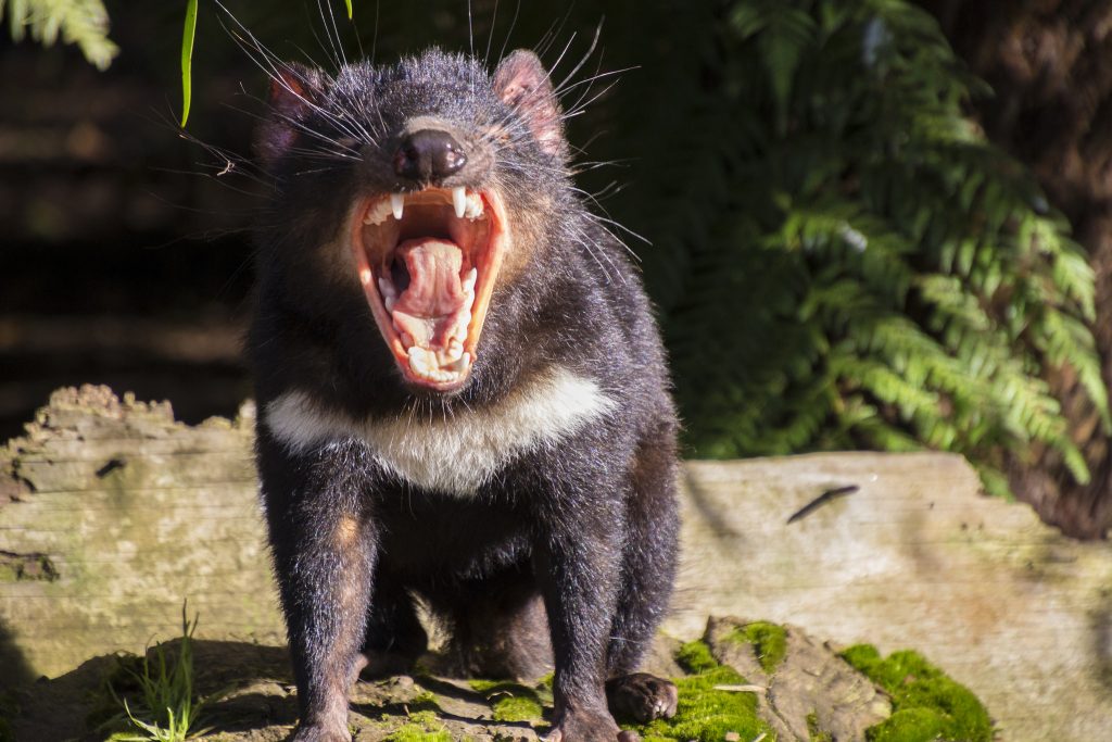 The Strangest Rules and Laws From Around The World