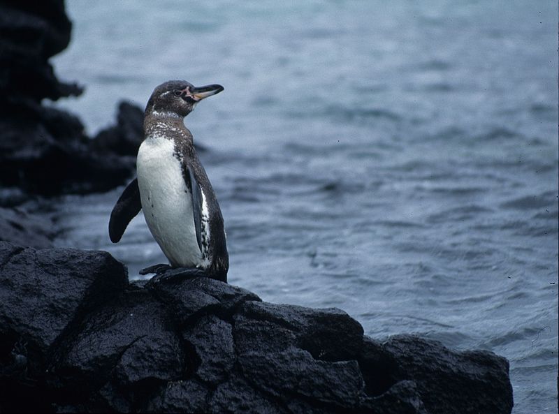 Incredible Animals That Are Disappearing Right Before Our Eyes