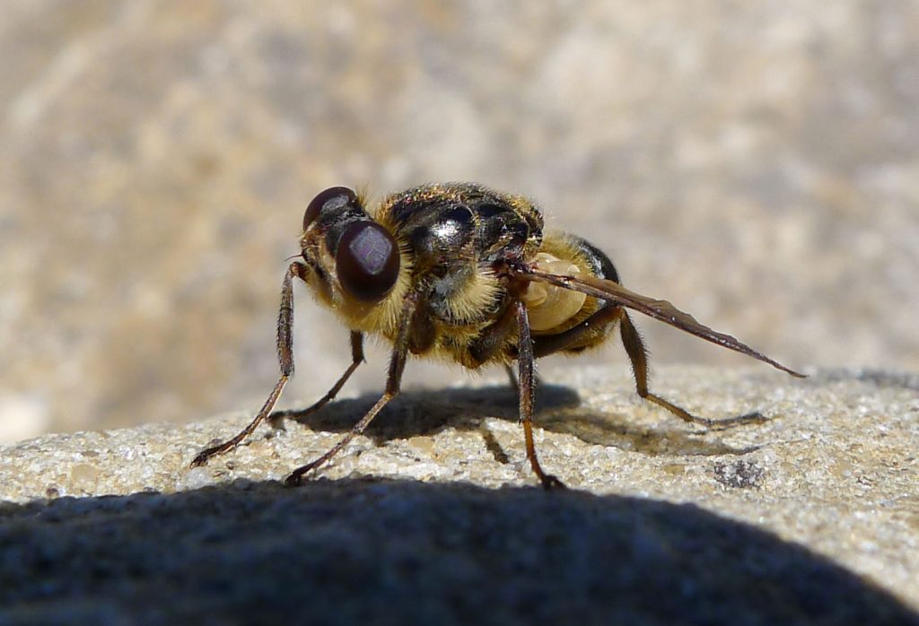 The Most Dangerous Animals To Avoid When You Travel