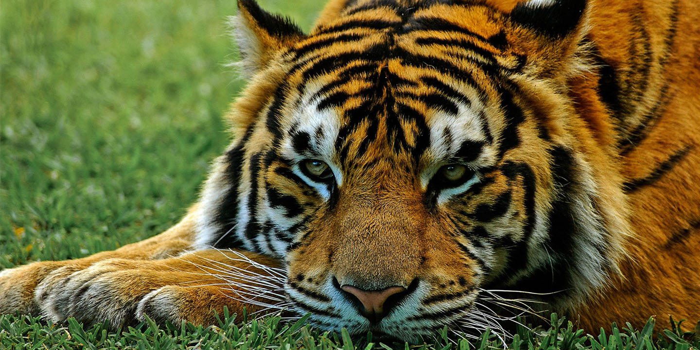 Incredible Animals That Are Disappearing Right Before Our Eyes