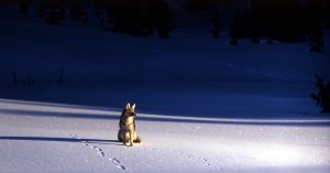 Hikers And Campers Share Their Strange Encounters In The Wild