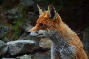 Hikers And Campers Share Their Strange Encounters In The Wild