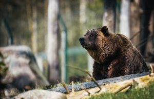 Hikers And Campers Share Their Strange Encounters In The Wild