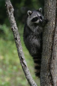800px-Racoon_clinging_to_a_tree-200x300.jpg