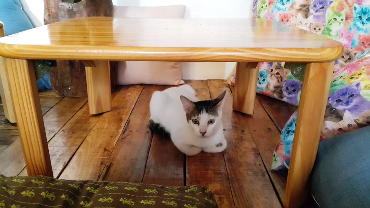 Под столом находится без. Кошка под столом. Столик для кошки. Кот под стулом. Котенок под столом.