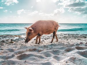 An Expert's Guide To Curaçao: The Hidden Cultural Treasure Of The Caribbean