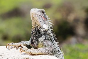 An Expert's Guide To Curaçao: The Hidden Cultural Treasure Of The Caribbean