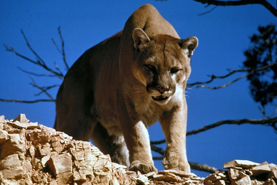 National Park Rangers Share Their Scary Encounters On The Job