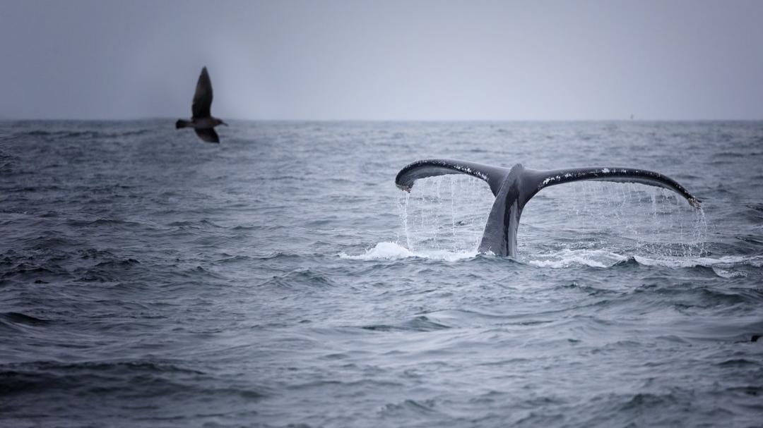 Sailors Share Unexplainable Things They've Seen At Sea