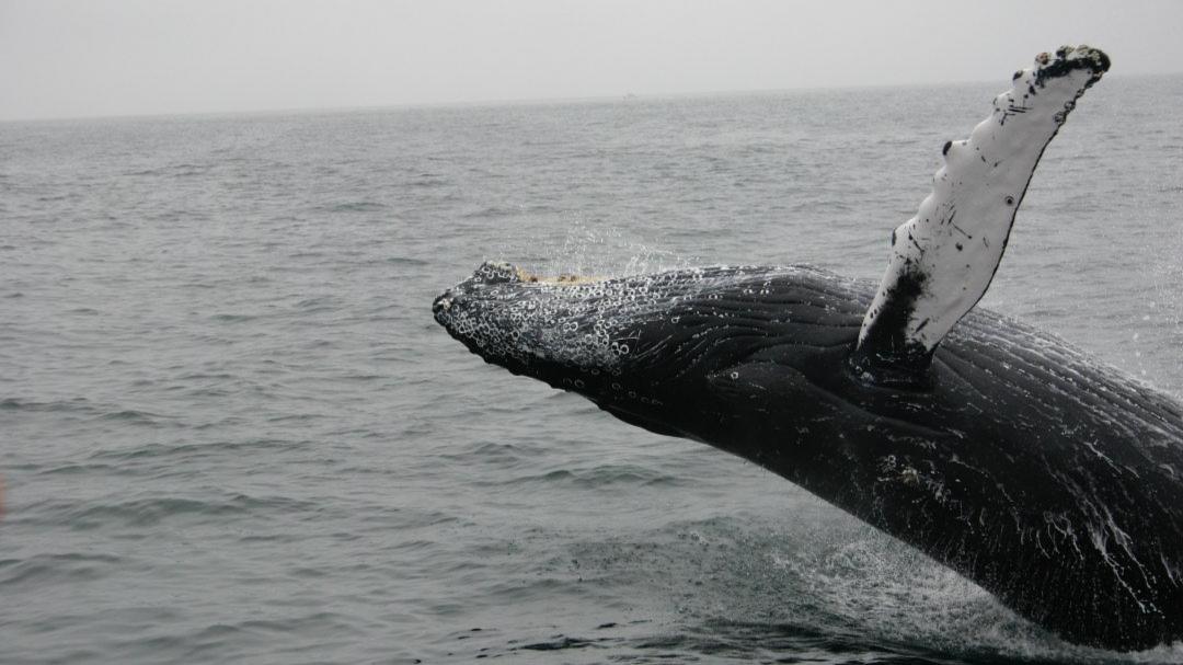 Sailors Share Unexplainable Things They've Seen At Sea