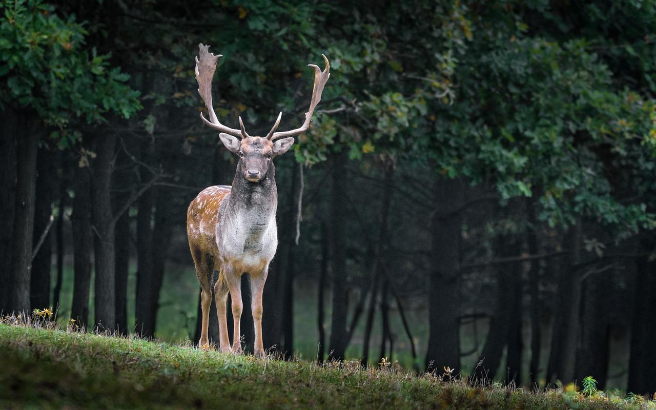 Adventurers Share Their Unexpected Encounters Camping In Nature