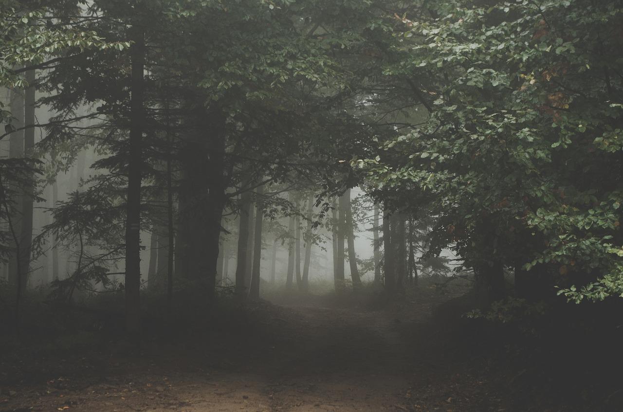 Adventurers Share Their Unexpected Encounters Camping In Nature