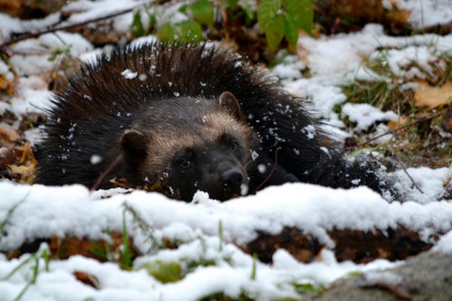 People Share The Local Animals From Their Countries That You Should Watch Out For