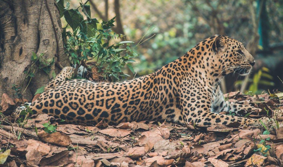 People Share The Local Animals From Their Countries That You Should Watch Out For