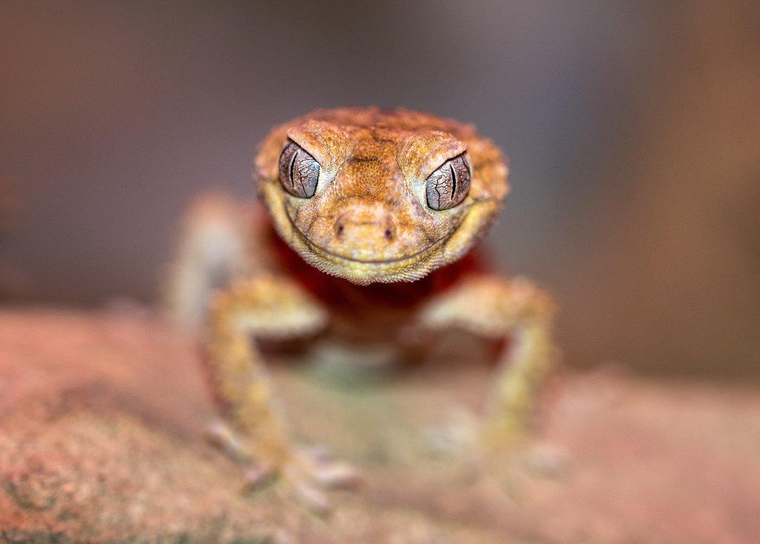 People Share The Local Animals From Their Countries That You Should Watch Out For
