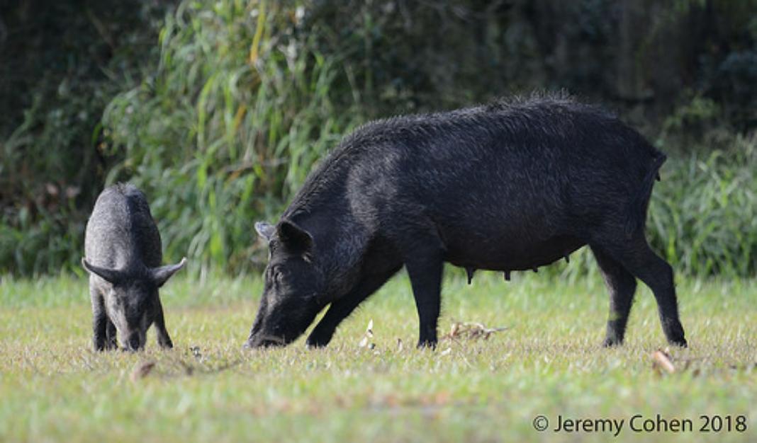 People Share The Local Animals From Their Countries That You Should Watch Out For