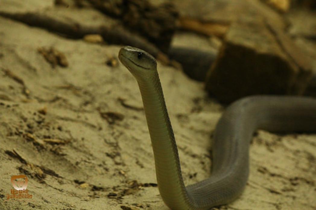 People Share The Local Animals From Their Countries That You Should Watch Out For