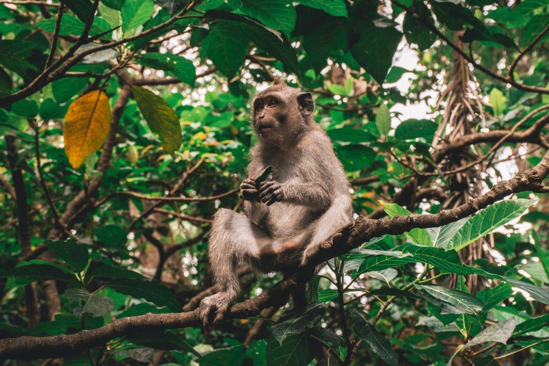 Monkey Alert: Tourists And Locals Share Wild Encounters With Monkeys