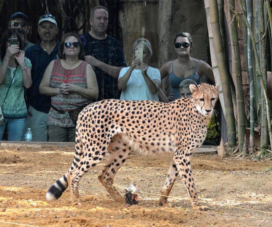 People Share The Local Animals From Their Countries That You Should Watch Out For