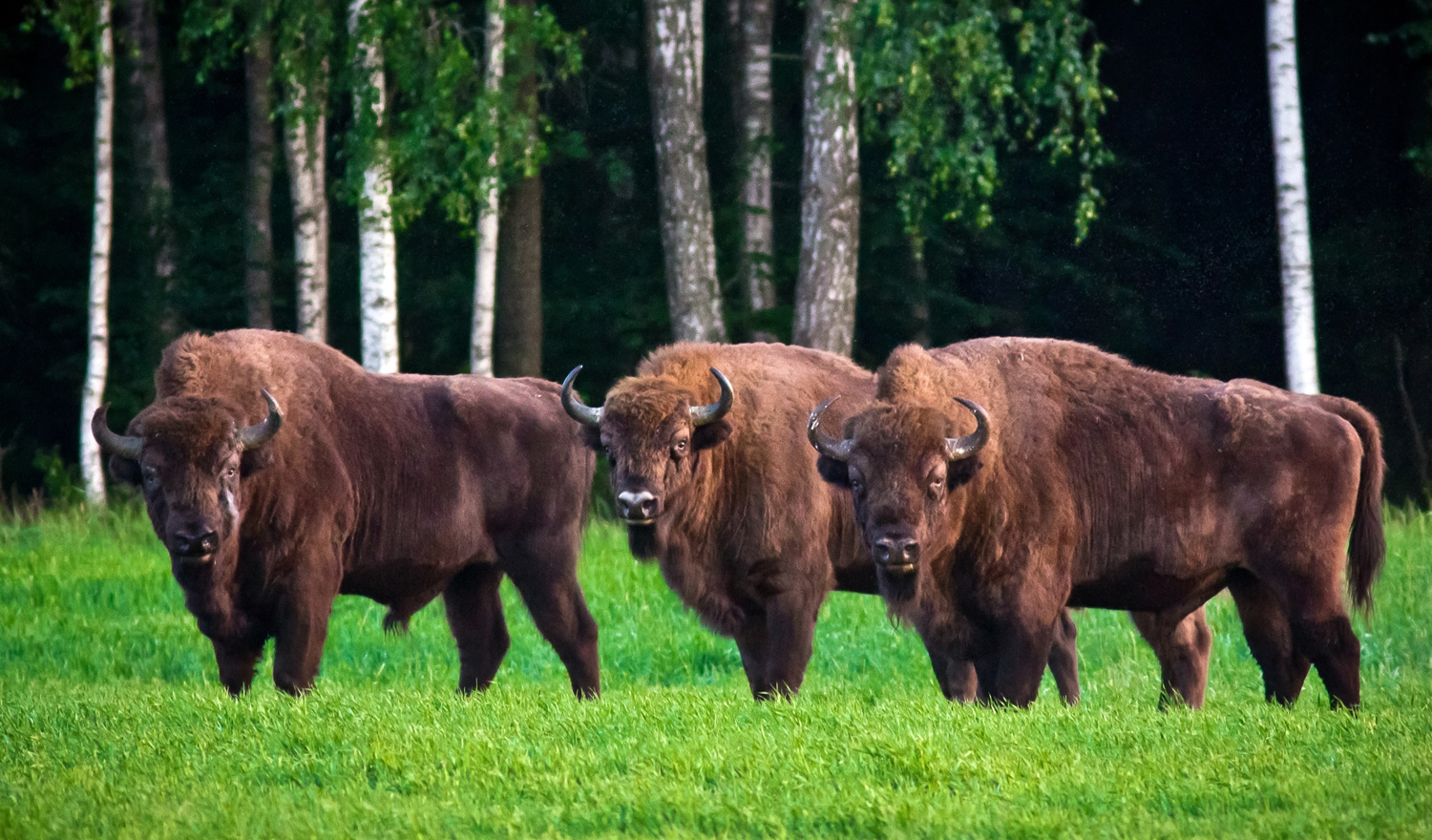 People Share The Local Animals From Their Countries That You Should Watch Out For