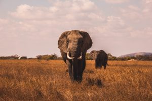 National Park Rangers Share Their Scary Encounters On The Job