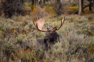 National Park Rangers Share Their Scary Encounters On The Job