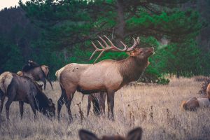 National Park Rangers Share Their Scary Encounters On The Job