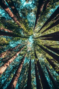 Park Rangers and Outdoorsman Share Their Creepy Nature Encounters