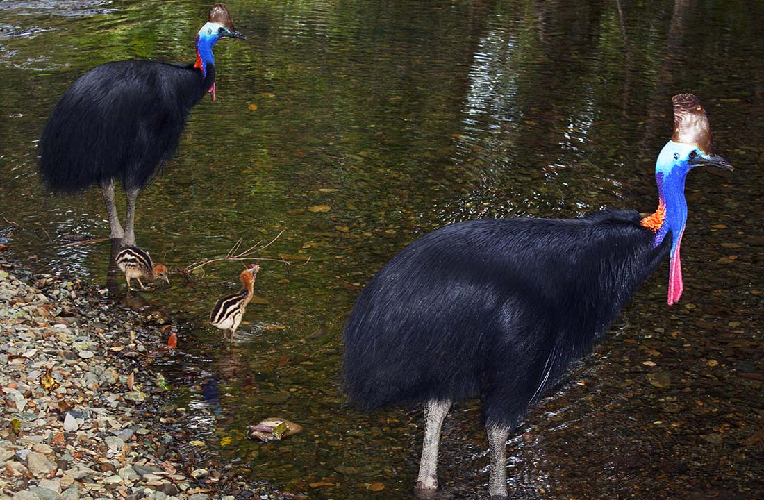 People Share The Local Animals From Their Countries That You Should Watch Out For