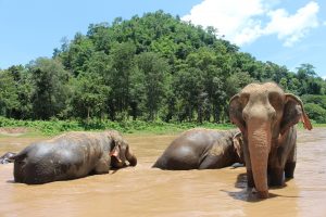 The Land Of Smiles: A Backpacker's Guide To Thailand
