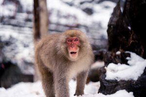 Monkey Alert: Tourists And Locals Share Wild Encounters With Monkeys